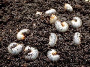 White Grub Control: Tips for Protecting Your Lawn in Cape Coral & Fort Myers